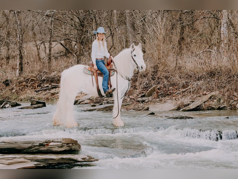 Cob Irlandese / Tinker / Gypsy Vanner Castrone 18 Anni 147 cm Grigio in Flemmingsburg KY