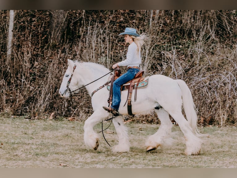 Cob Irlandese / Tinker / Gypsy Vanner Castrone 18 Anni 147 cm Grigio in Flemmingsburg KY