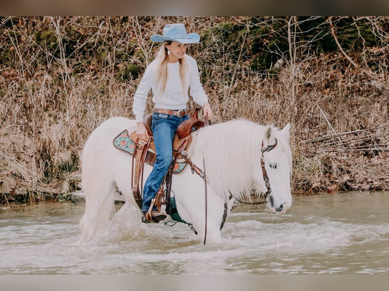 Cob Irlandese / Tinker / Gypsy Vanner Castrone 18 Anni 147 cm Grigio in Flemmingsburg KY