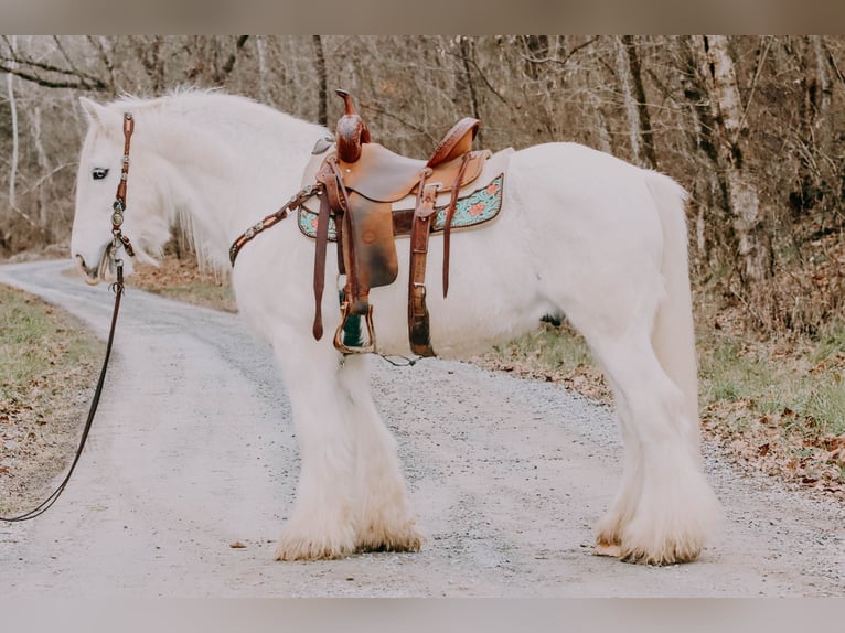 Cob Irlandese / Tinker / Gypsy Vanner Castrone 18 Anni 147 cm Grigio in Flemmingsburg KY