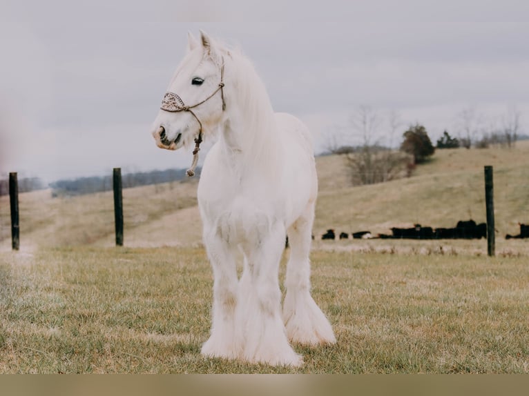 Cob Irlandese / Tinker / Gypsy Vanner Castrone 18 Anni 147 cm Grigio in Flemmingsburg KY