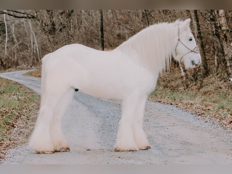 Cob Irlandese / Tinker / Gypsy Vanner Castrone 18 Anni 147 cm Grigio in Flemmingsburg KY