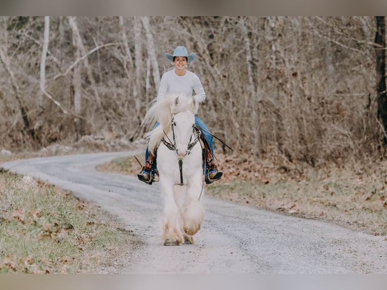 Cob Irlandese / Tinker / Gypsy Vanner Castrone 18 Anni 147 cm Grigio in Flemmingsburg KY