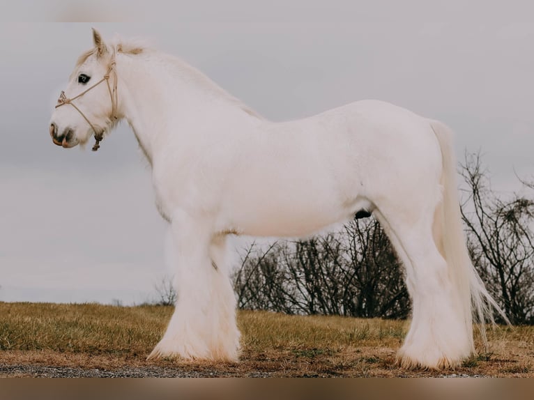 Cob Irlandese / Tinker / Gypsy Vanner Castrone 18 Anni 147 cm Grigio in Flemmingsburg KY