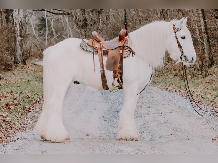 Cob Irlandese / Tinker / Gypsy Vanner Castrone 18 Anni 147 cm Grigio in Flemmingsburg KY