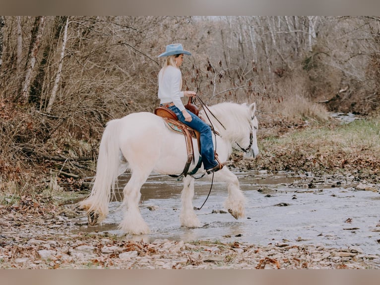 Cob Irlandese / Tinker / Gypsy Vanner Castrone 18 Anni 147 cm Grigio in Flemmingsburg KY