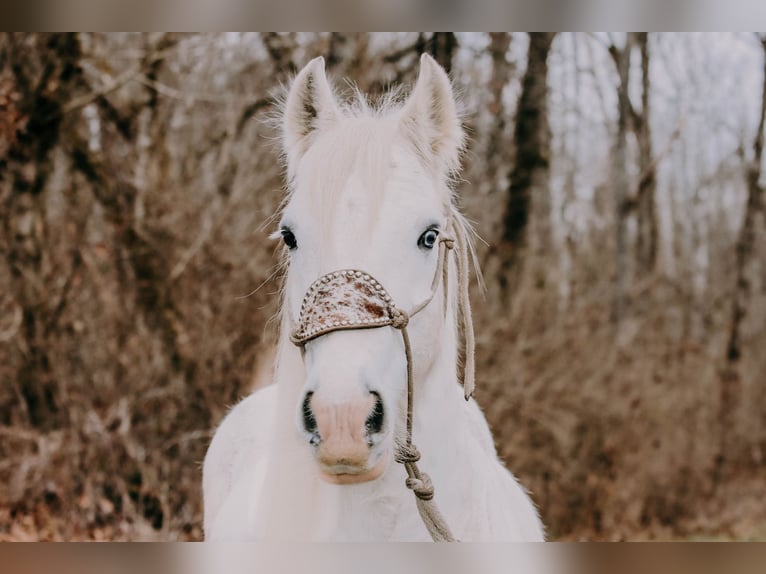 Cob Irlandese / Tinker / Gypsy Vanner Castrone 18 Anni 147 cm Grigio in Flemmingsburg KY