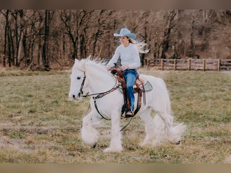 Cob Irlandese / Tinker / Gypsy Vanner Castrone 18 Anni 147 cm Grigio in Flemmingsburg KY