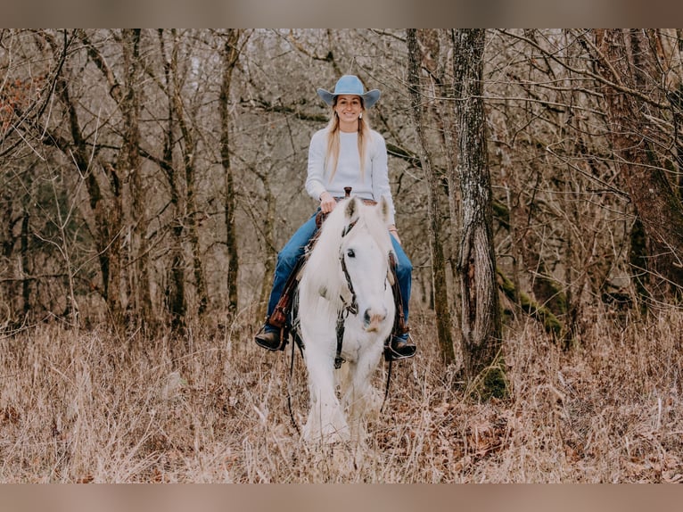 Cob Irlandese / Tinker / Gypsy Vanner Castrone 18 Anni 147 cm Grigio in Flemmingsburg KY