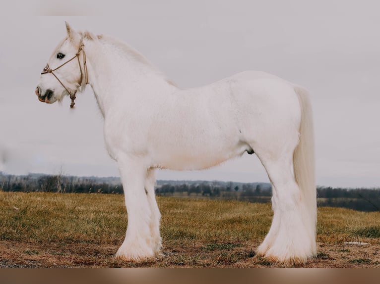 Cob Irlandese / Tinker / Gypsy Vanner Castrone 18 Anni 147 cm Grigio in Flemmingsburg KY