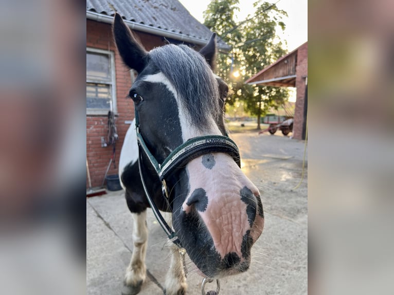 Cob Irlandese / Tinker / Gypsy Vanner Castrone 18 Anni 158 cm in Neustadt am Rübenberge