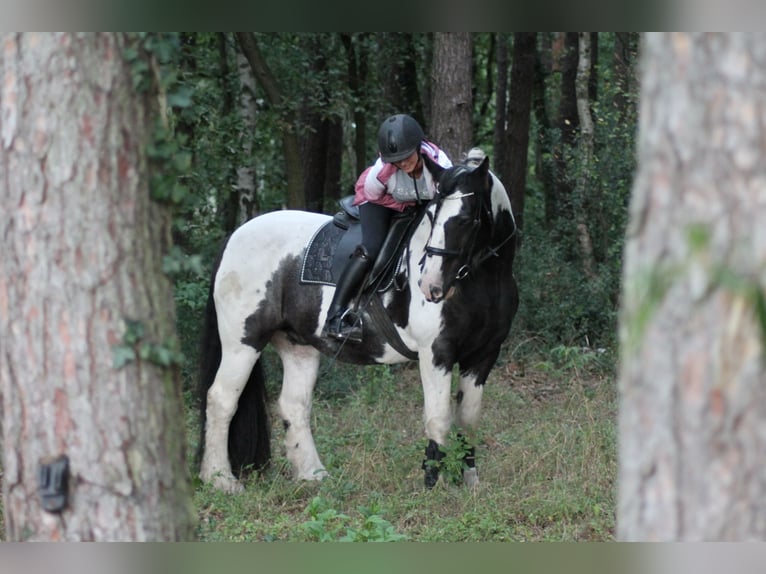 Cob Irlandese / Tinker / Gypsy Vanner Castrone 18 Anni 158 cm in Neustadt am Rübenberge