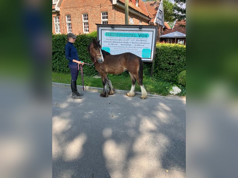 Cob Irlandese / Tinker / Gypsy Vanner Castrone 1 Anno 145 cm Baio in Eggermühlen