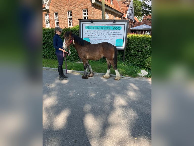 Cob Irlandese / Tinker / Gypsy Vanner Castrone 1 Anno 145 cm Baio in Eggermühlen