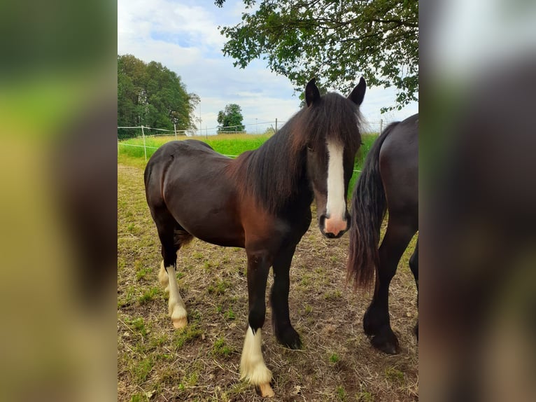 Cob Irlandese / Tinker / Gypsy Vanner Castrone 1 Anno 149 cm Morello in Oberzent