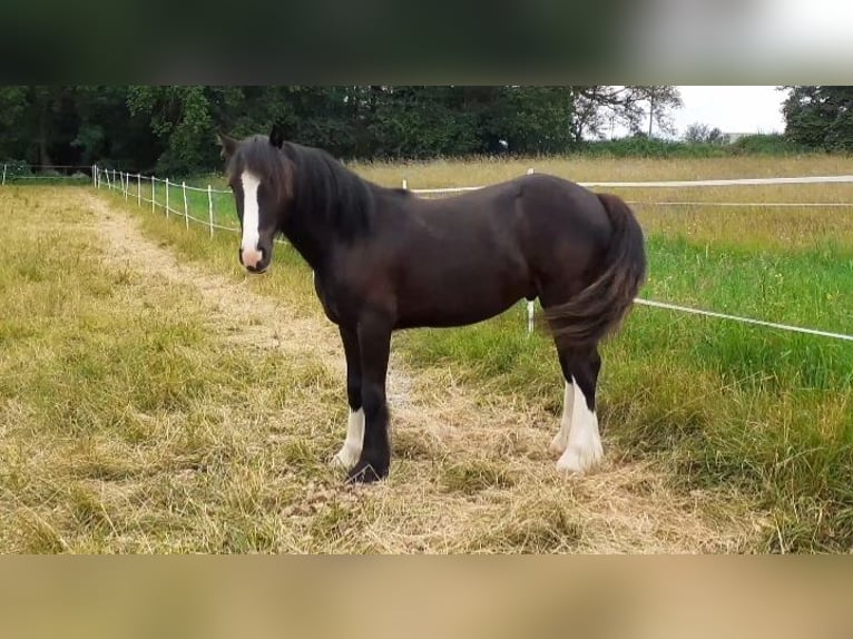 Cob Irlandese / Tinker / Gypsy Vanner Castrone 1 Anno 149 cm Morello in Oberzent