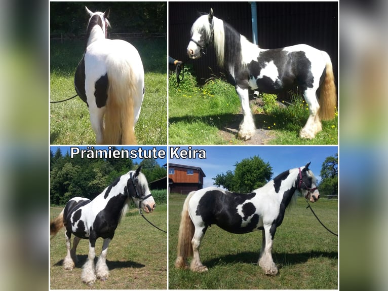 Cob Irlandese / Tinker / Gypsy Vanner Castrone 1 Anno 149 cm Morello in Oberzent