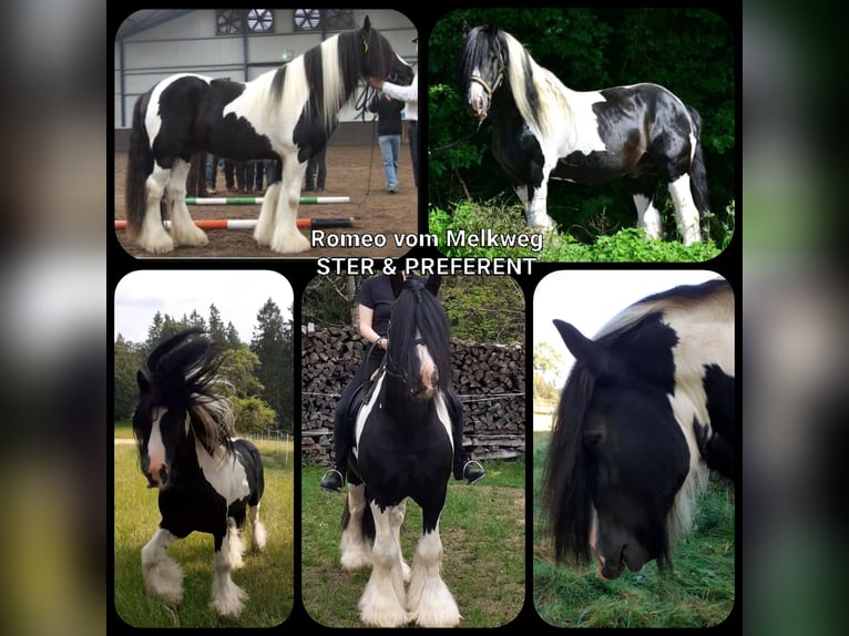 Cob Irlandese / Tinker / Gypsy Vanner Castrone 1 Anno 149 cm Morello in Oberzent