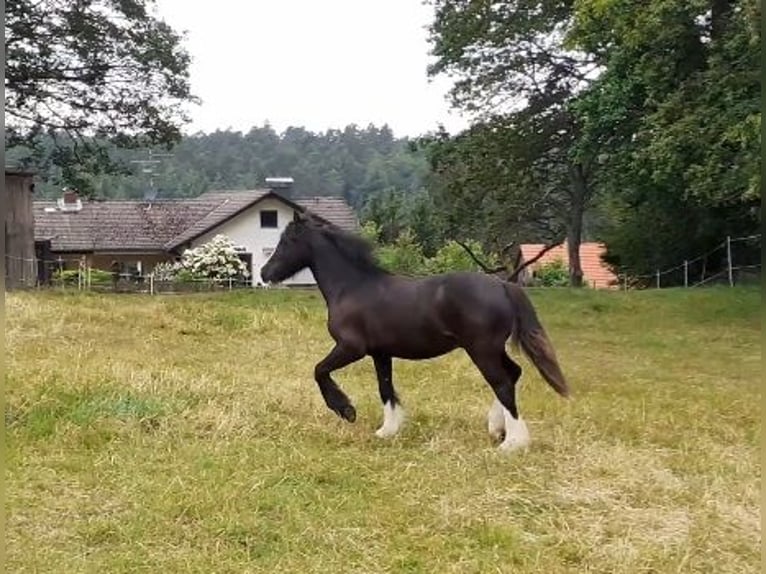 Cob Irlandese / Tinker / Gypsy Vanner Castrone 1 Anno 149 cm Morello in Oberzent