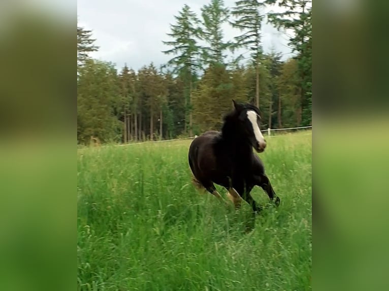 Cob Irlandese / Tinker / Gypsy Vanner Castrone 1 Anno 149 cm Morello in Oberzent