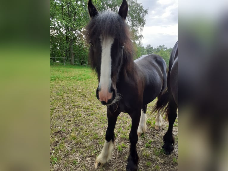 Cob Irlandese / Tinker / Gypsy Vanner Castrone 1 Anno 149 cm Morello in Oberzent