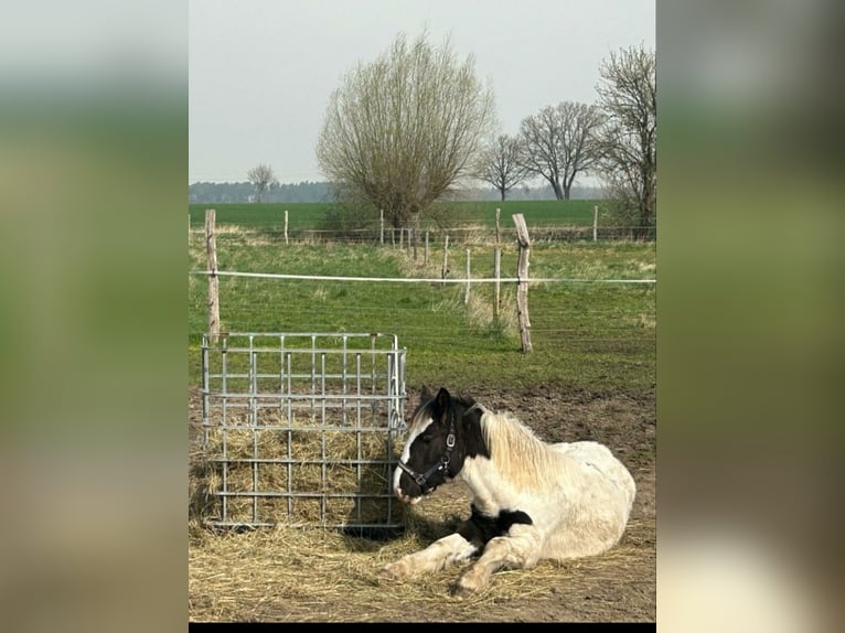 Cob Irlandese / Tinker / Gypsy Vanner Mix Castrone 1 Anno 160 cm Pezzato in Lockstedt