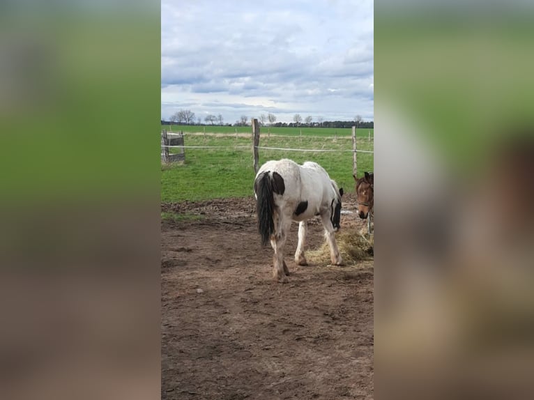 Cob Irlandese / Tinker / Gypsy Vanner Mix Castrone 1 Anno 160 cm Pezzato in Lockstedt