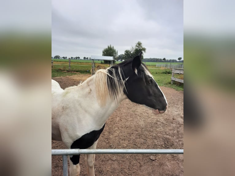 Cob Irlandese / Tinker / Gypsy Vanner Mix Castrone 1 Anno 160 cm Pezzato in Lockstedt