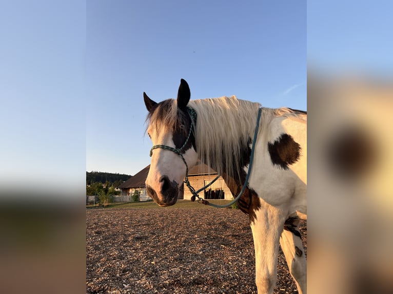 Cob Irlandese / Tinker / Gypsy Vanner Castrone 20 Anni 155 cm Pezzato in Uitikon Waldegg