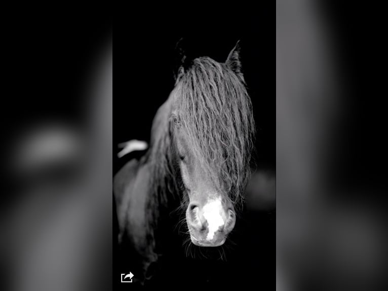 Cob Irlandese / Tinker / Gypsy Vanner Castrone 21 Anni 140 cm Morello in Gehrden