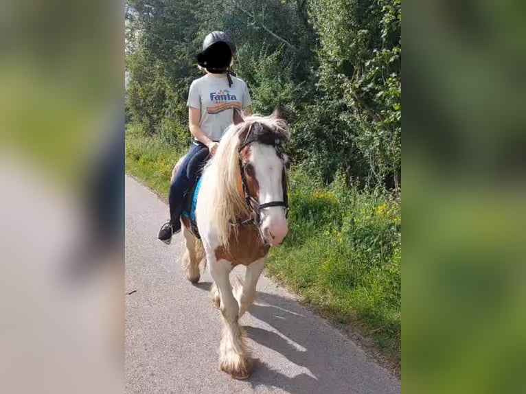 Cob Irlandese / Tinker / Gypsy Vanner Mix Castrone 24 Anni 158 cm Pezzato in Brilon