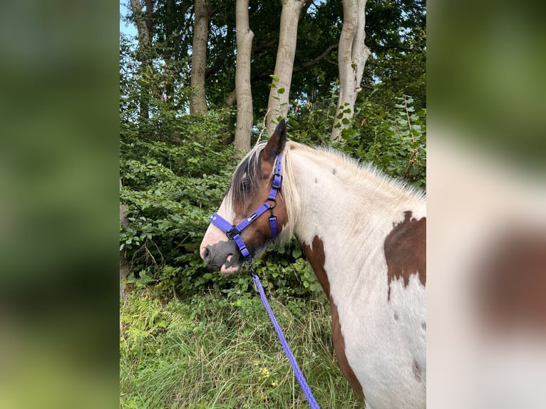 Cob Irlandese / Tinker / Gypsy Vanner Mix Castrone 24 Anni 158 cm Pezzato in Brilon