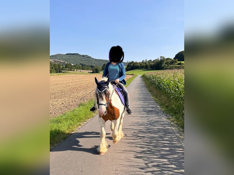 Cob Irlandese / Tinker / Gypsy Vanner Mix Castrone 24 Anni 158 cm Pezzato in Brilon