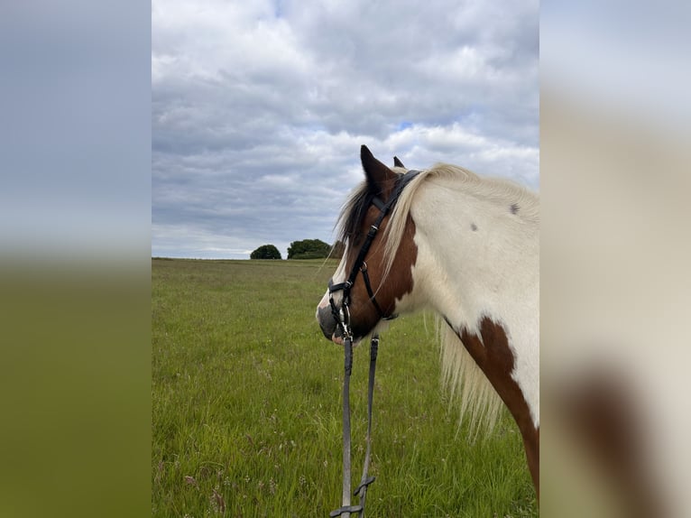 Cob Irlandese / Tinker / Gypsy Vanner Mix Castrone 24 Anni 158 cm Pezzato in Brilon