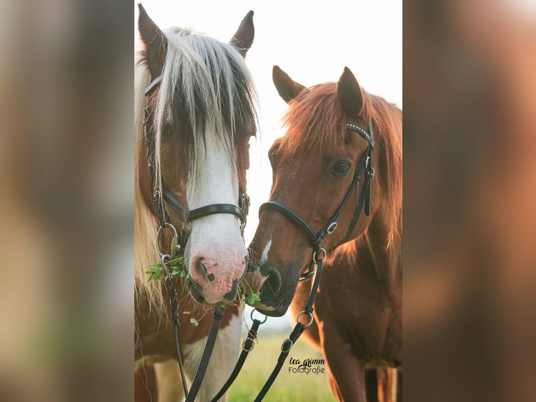 Cob Irlandese / Tinker / Gypsy Vanner Mix Castrone 24 Anni 158 cm Pezzato in Brilon