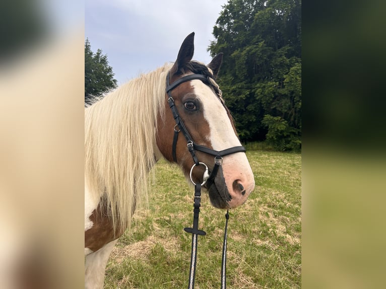 Cob Irlandese / Tinker / Gypsy Vanner Mix Castrone 24 Anni 158 cm Pezzato in Brilon