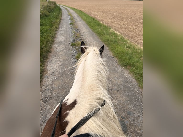 Cob Irlandese / Tinker / Gypsy Vanner Mix Castrone 24 Anni 158 cm Pezzato in Brilon