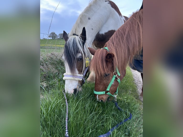 Cob Irlandese / Tinker / Gypsy Vanner Mix Castrone 24 Anni 158 cm Pezzato in Brilon