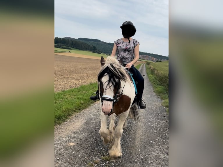 Cob Irlandese / Tinker / Gypsy Vanner Mix Castrone 24 Anni 158 cm Pezzato in Brilon