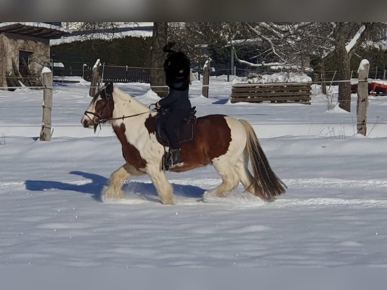 Cob Irlandese / Tinker / Gypsy Vanner Mix Castrone 24 Anni 158 cm Pezzato in Brilon