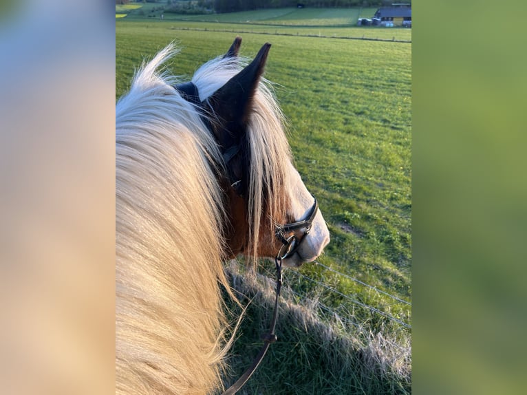 Cob Irlandese / Tinker / Gypsy Vanner Mix Castrone 24 Anni 158 cm Pezzato in Brilon