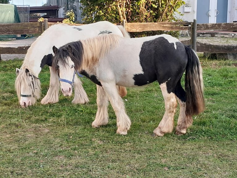 Cob Irlandese / Tinker / Gypsy Vanner Castrone 3 Anni 118 cm Pezzato in Niederzier