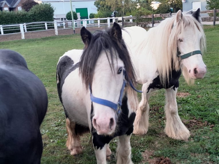 Cob Irlandese / Tinker / Gypsy Vanner Castrone 3 Anni 118 cm Pezzato in Niederzier