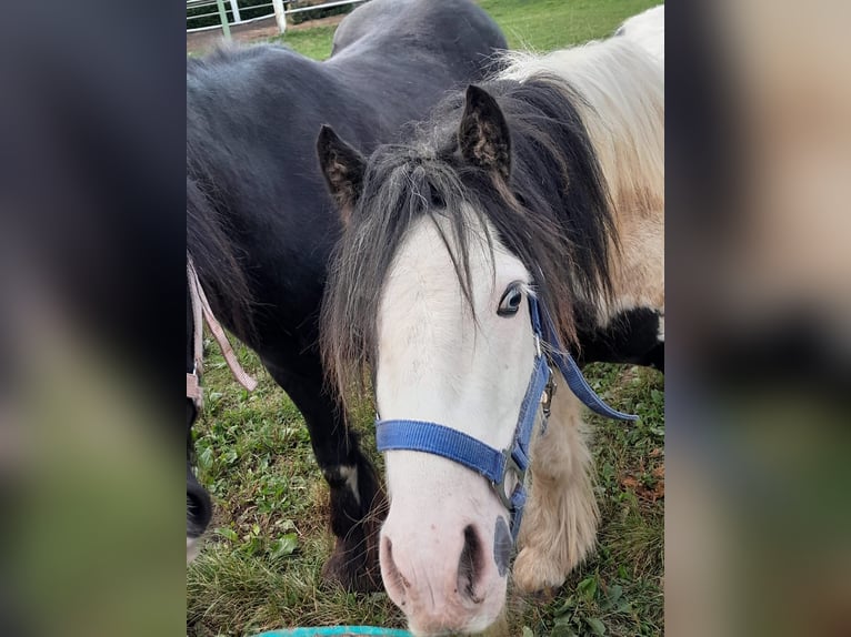 Cob Irlandese / Tinker / Gypsy Vanner Castrone 3 Anni 118 cm Pezzato in Niederzier