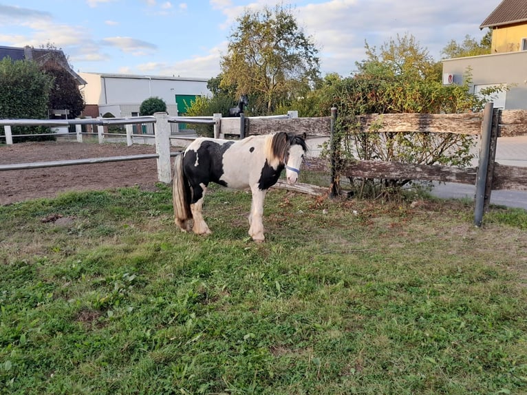 Cob Irlandese / Tinker / Gypsy Vanner Castrone 3 Anni 118 cm Pezzato in Niederzier