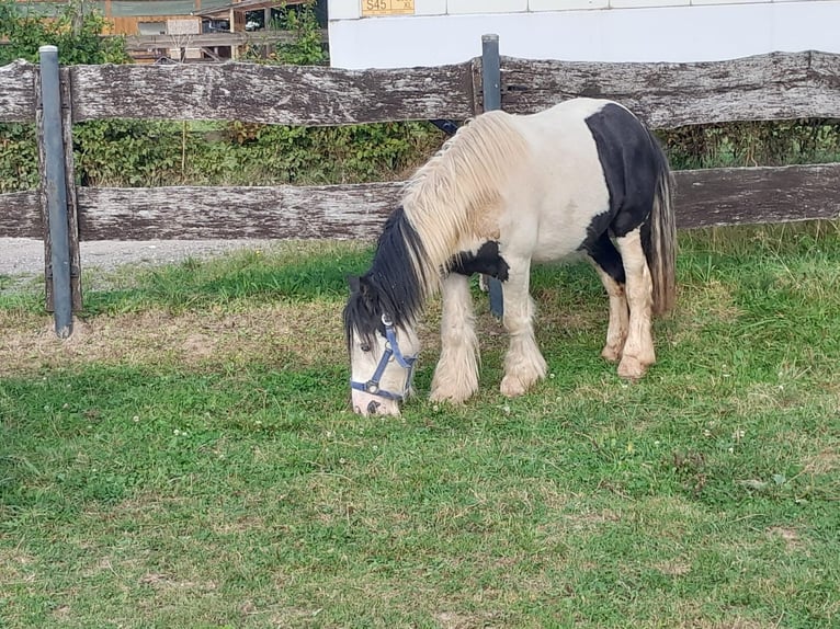 Cob Irlandese / Tinker / Gypsy Vanner Castrone 3 Anni 118 cm Pezzato in Niederzier