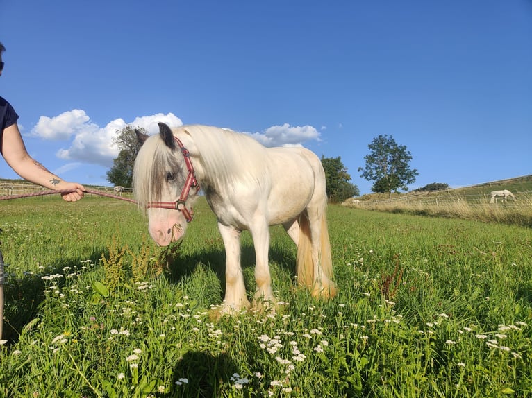 Cob Irlandese / Tinker / Gypsy Vanner Castrone 3 Anni 122 cm Grigio in Donaueschingen