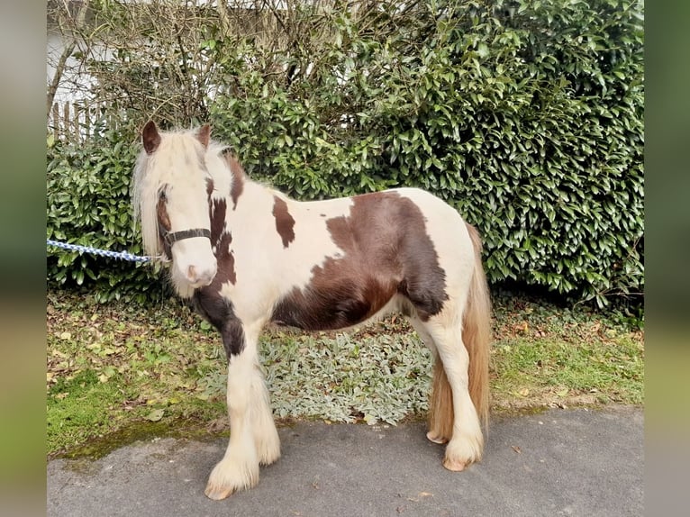 Cob Irlandese / Tinker / Gypsy Vanner Castrone 3 Anni 125 cm Pezzato in Nettersheim