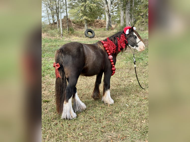 Cob Irlandese / Tinker / Gypsy Vanner Castrone 3 Anni 127 cm in Vincent, AL