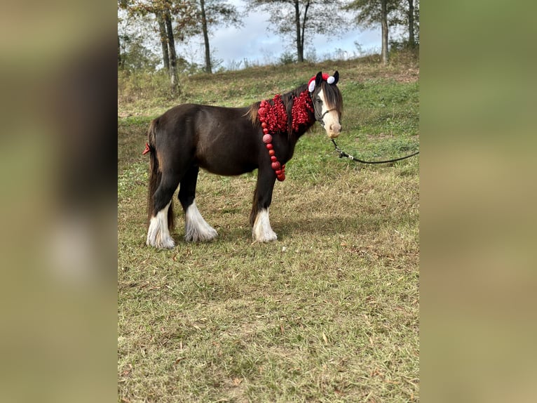 Cob Irlandese / Tinker / Gypsy Vanner Castrone 3 Anni 127 cm in Vincent, AL